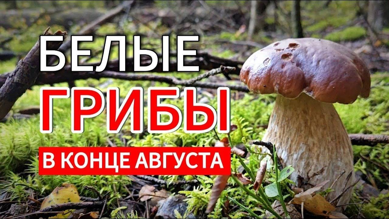 Грибник в ШОКЕ от количества БЕЛЫХ ГРИБОВ в Подмосковном лесу в конце августа! Ногинск 2025 смотреть онлайн