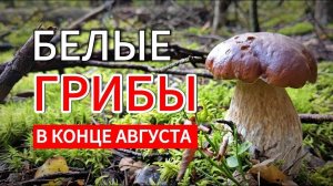 Грибник в ШОКЕ от количества БЕЛЫХ ГРИБОВ в Подмосковном лесу в конце августа! Ногинск 2025
