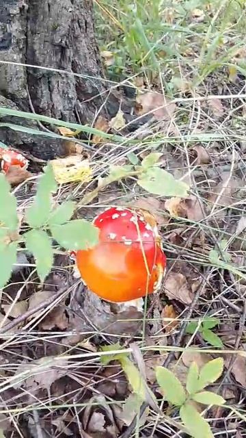 Мухомор смотреть онлайн