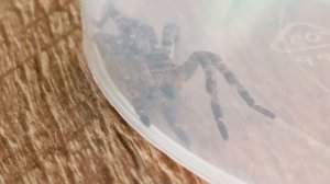 я поймал тарантула ядовитого паука