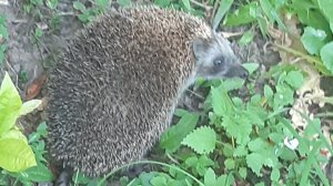 бр бр патапим