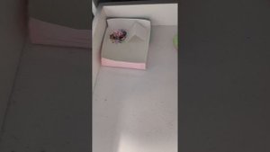 Бум собаки. Обустройка домика