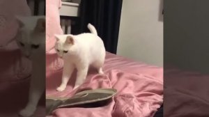 Кот и колонка