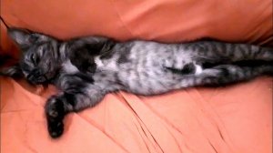 Когда котенок Ниро засыпает...
# котенок#кот # засыпает котенок