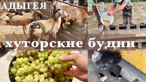 Адыгея/ Жизнь на хуторе/ Уборка в курятнике/ Устроили побег/ Когда то мечтала/31.08.2025/