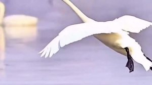 Красивая Авиа Посадка 👌💯👍