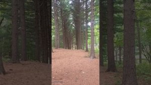 дендрариум