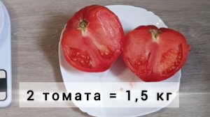 Взвешиваю самые крупные томаты. Сорт Катапано