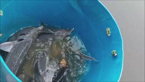 Зарыбление осетром нижнего водоёма 100 кг.