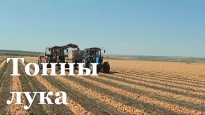 В ЛНР планируют собрать более тысячи тонн лука