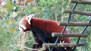 13919193_1920_1080_30fps