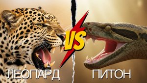 5 Раундов, 2 Стратегии Убийства, 1 ПОБЕДИТЕЛЬ | Полный РАЗБОР СХВАТКИ Леопарда и Питона