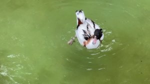 13877329_3840_2160_30fps