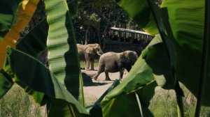 14154135_1920_1080_24fps