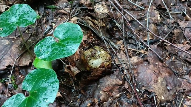 Прогулялся в лес. Накосил чёрных груздей. смотреть онлайн
