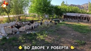 Содержание кур в домашних условиях и других птиц во дворе у Роберта 🐣🐤🦆🐔🪿🦃 (194)