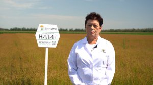 Нилин: Лен масличный