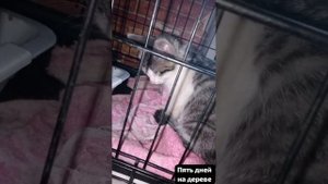 Котенок пять дней просидел на дереве,и никто не хотел его снимать.( В комментариях его история).