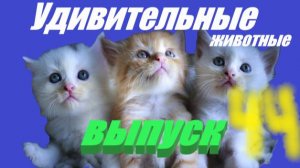Удивительные животные выпуск 44