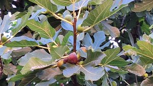 01-09-2025.   Привет, сентябрь 🍂 рады тебе🎨//пеку блины🥞перекличка котов!😸