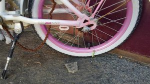 Кот и пёс против богомола