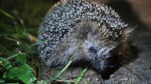 Жонглера ежами в трех штанах задержали на линейке в новосибирской школе