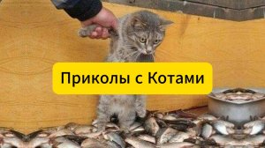 ПРИКОЛЫ С ЖИВОТНЫМИ ДО СЛЕЗ. Смешные КОТЫ 2025 Приколы с КОТАМИ Funny ANIMALS video #13