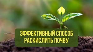 Эффективный способ раскислить почву