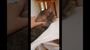 Котокафе 🐈🐾в городе Ухта