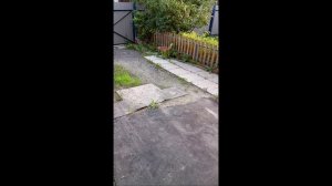 Собака. Кот. Том и Фокс