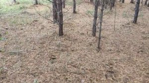 В лес на разведку, грибов нет.