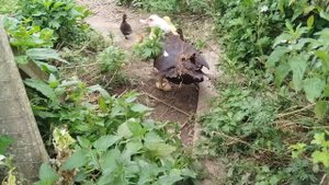 Наши малыши на прогулке. 1 сентября 2025г