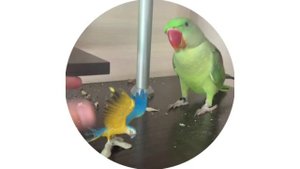 Привет, Буцефал!