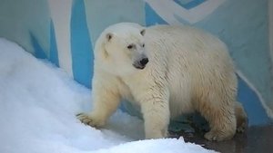 Белой медведице Герде пришлось прыгнуть в воду, чтобы получить завтрак!