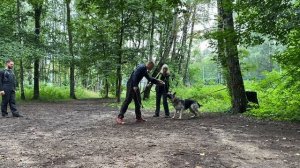 ВЕО Валентлайф Шерритэ Шанз Элизэ - август 2025г. Шерритэ, ЗКС, 2 занятие.  №3 КССС. Сокольники.