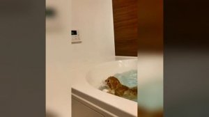 Наш TG https://t.me/liveofcats