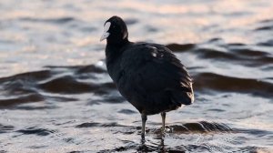 13945965_1920_1080_25fps