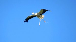 Аист приземляется на гнездо против ветра