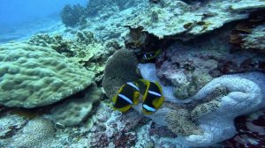 14020117_3840_2160_60fps