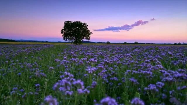 Самая красивая музыка на свете... Гитара Релакс_ Можно слушать бесконечно(720P_HD) смотреть онлайн