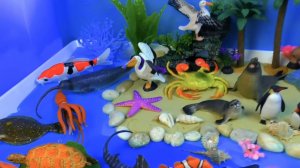 Осьминоги крабы акулы рыбы