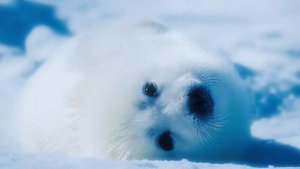 Малыши тюлени 💙