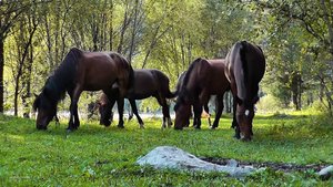Алтайские коники. Телецкое озеро.
