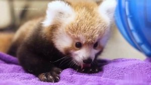 Милота дня: в зоопарке Теннесси родились два малыша красной панды, и они издают очень смешные звуки