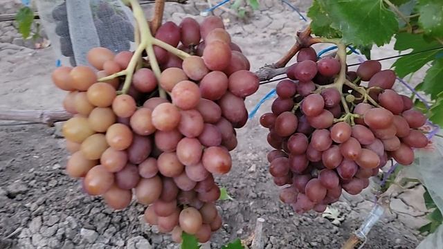 СУПЕР НОВИНКА 2025г!!! ГФ Винограда КАДРИЛЬ. (Калугин В.М.). смотреть онлайн