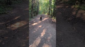 Как ушатать собакена за одну минуту!