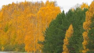 161/=Любовь и осень=.Сл.А.Зенцов,муз. и исп.В.Лашевский.