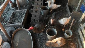 Забой уток СК-6. Вес уток на проростках в 65 дней. Чем кормлю. Купил индоуток. Что готовлю с утки.