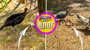 Не знаю что делать! Как быть!? Откуда эти цыплята? Цесарка и индюшка вывели цыплят! Бэбибум на ферме