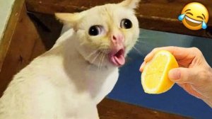 Самые смешные клипы о кошках и собаках 2025 года😼🐶Попробуй не смеяться😜